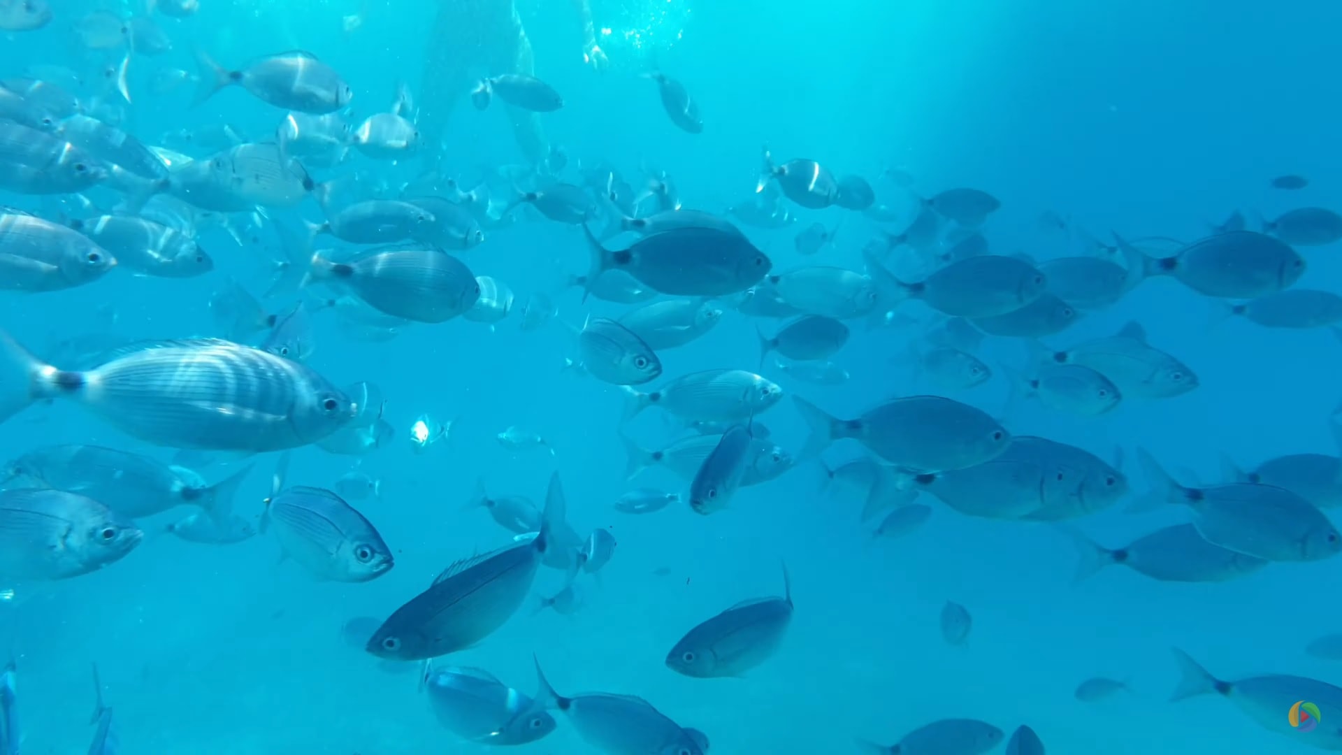 Snorkeling Cala Coticcio Caprera Sardegna