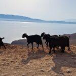 Laguna di Balos in auto tramite la suggestiva strada sterrata? Consigli e suggerimenti 9 Creta Capre sulla strada sterrata per la laguna di Balos