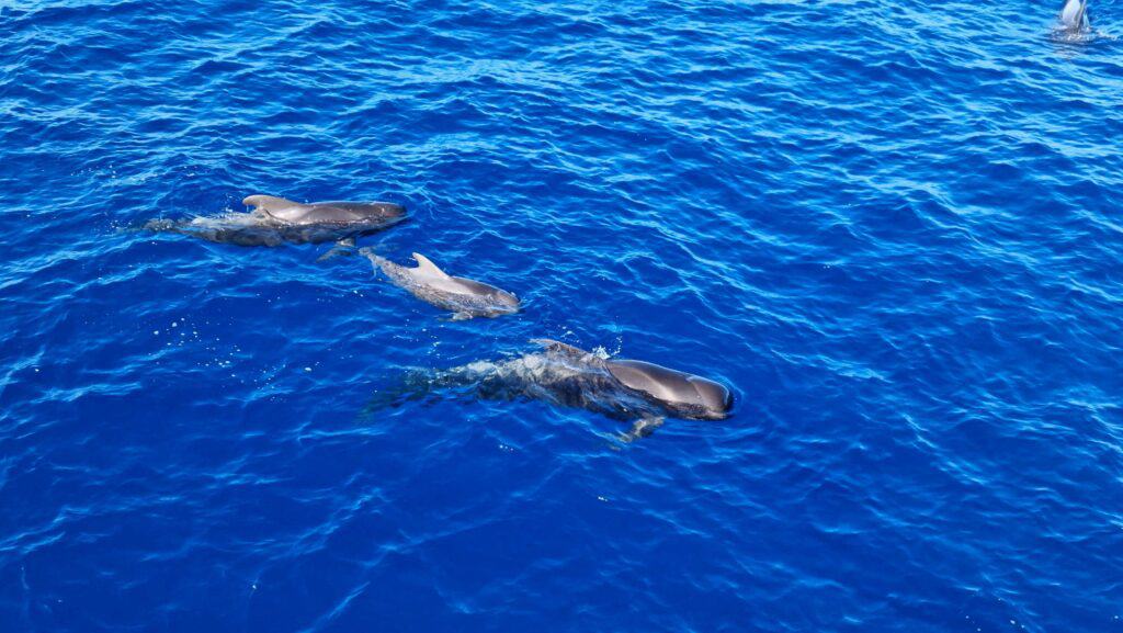 Tenerife sud cosa vedere Balene Pilota