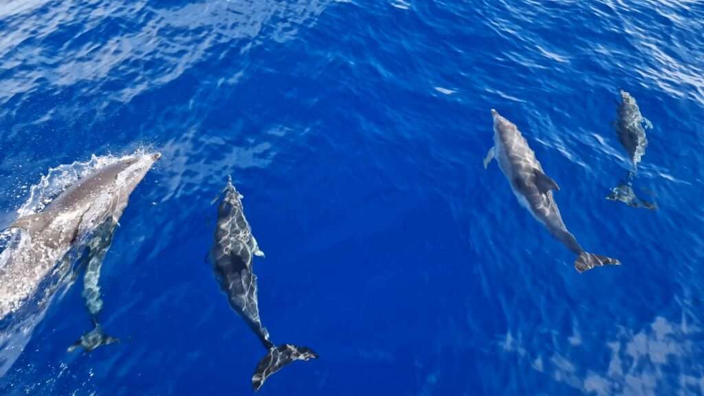 Tenerife sud cosa vedere delfini