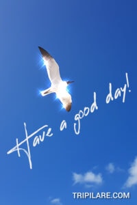 have a good day image tripilare