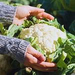 How to know if cauliflower is bad or good and fresh