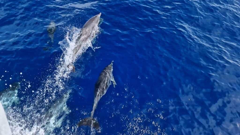 Things to do in South Tenerife dolphins