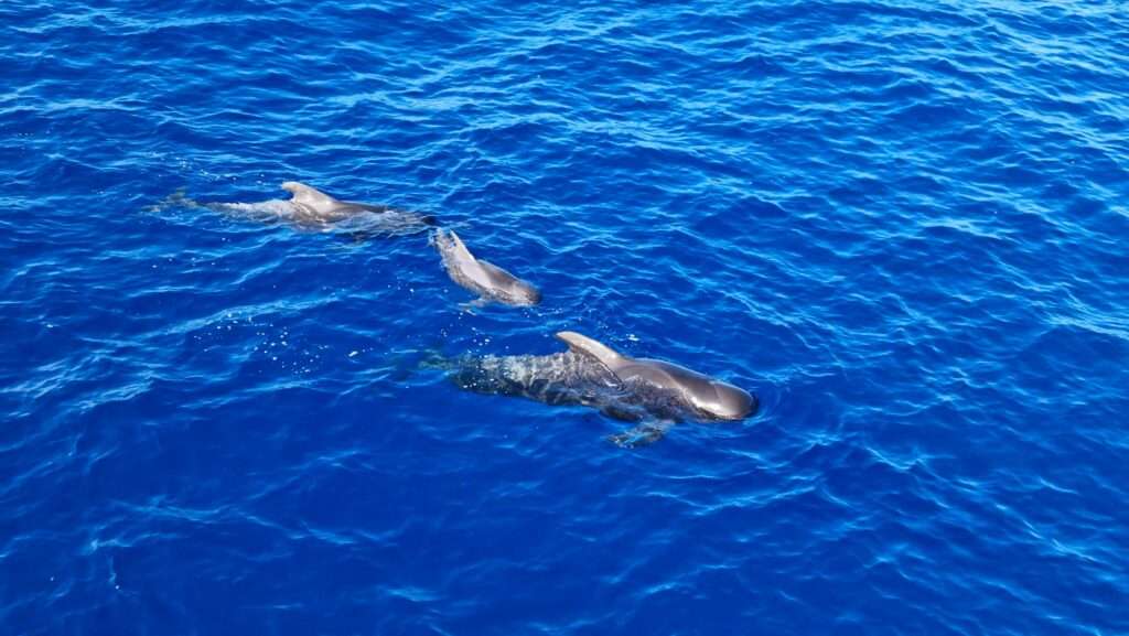 Things to do in South Tenerife pilot whales