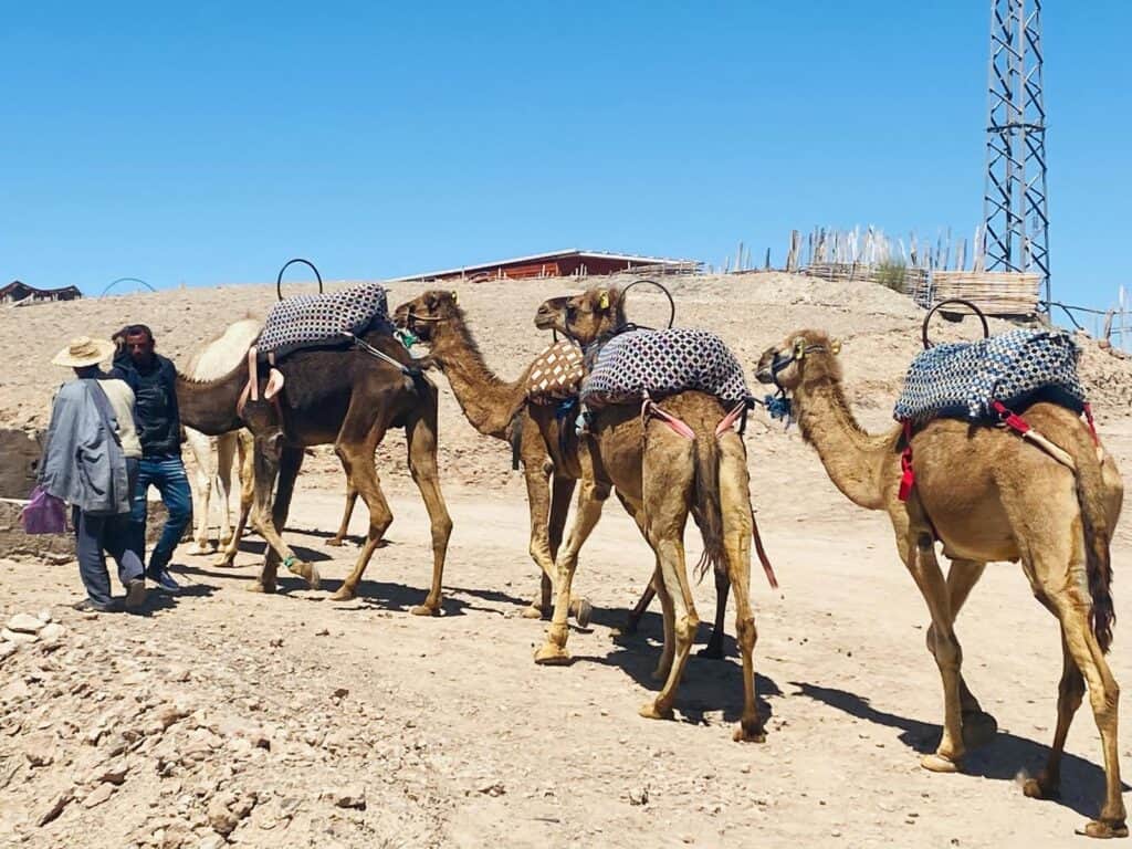 Marrakech Quad Biking: Thrills, Oasis Luxury & The City's Hidden Contrast 9 Camels waiting on the rocky terrain near the quad biking route in the Marrakech desert.