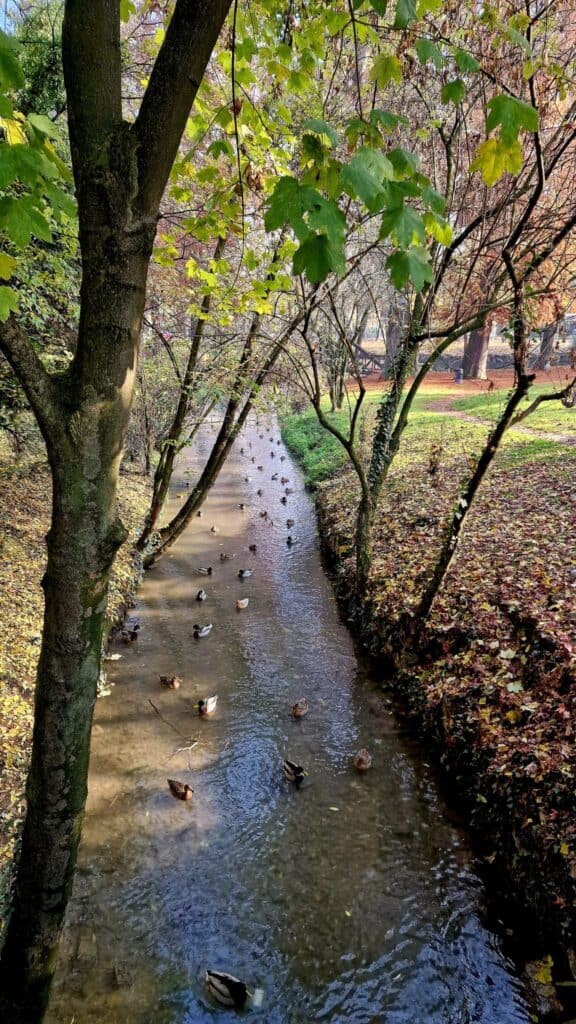 A line of ducks walking along a stream in the Giardini di Porta Nuova, Crema's public gardens, perfect spot for a quiet city break