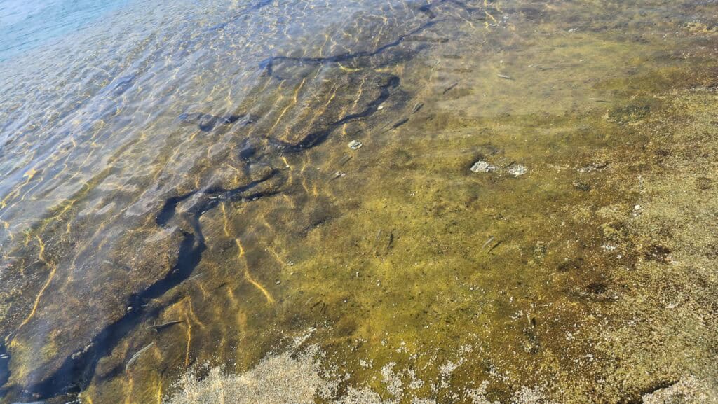 Close-up of transparent sea water at Super Paradise Beach, showing small fish swimming over submerged slippery rocks and sand.