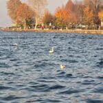 Vibrant red and orange autumn foliage along the Lake Iseo lakeside promenade, contrasting with the deep blue water of the lake near the town of Iseo, Italy.