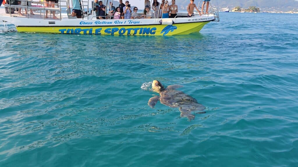 An endangered Caretta Caretta sea turtle surfacing to breathe in the blue water of Laganas Bay in Zakynthos Greece with a turtle spotting boat in the background