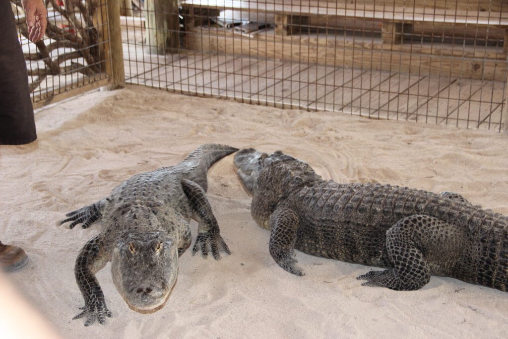 Quanto tempo è necessario per visitare le Everglades alligatori