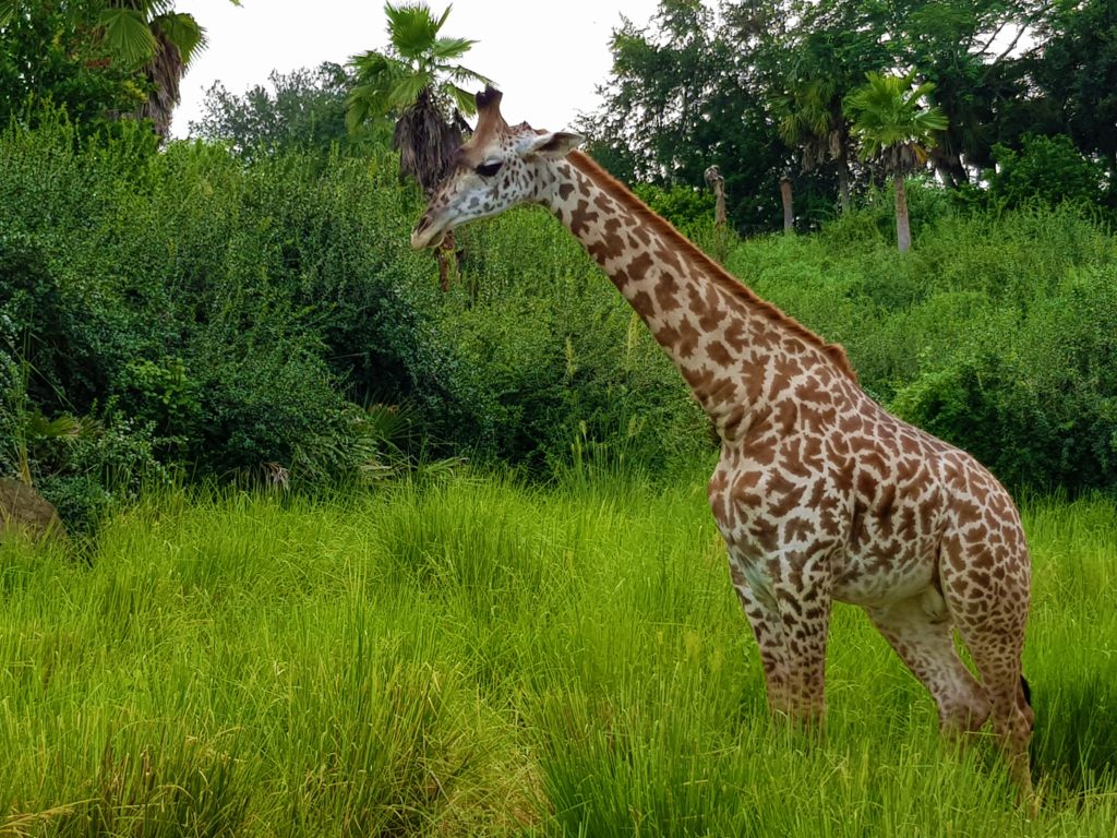 Disney World fast pass animal kingdom