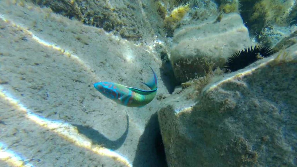 Spiaggia di Punta Molentis Sardegna snorkeling punta molentis pesce Thalassoma