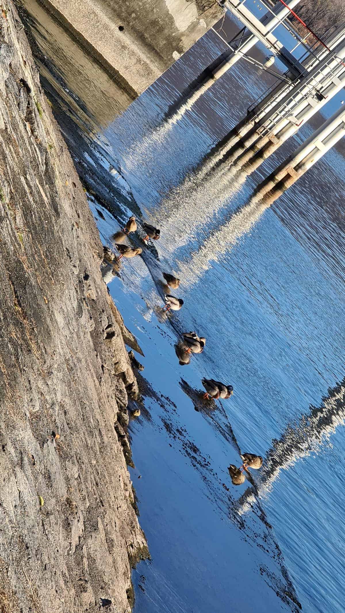 Baveno Feriolo Lago Maggiore Immagini Tripilare