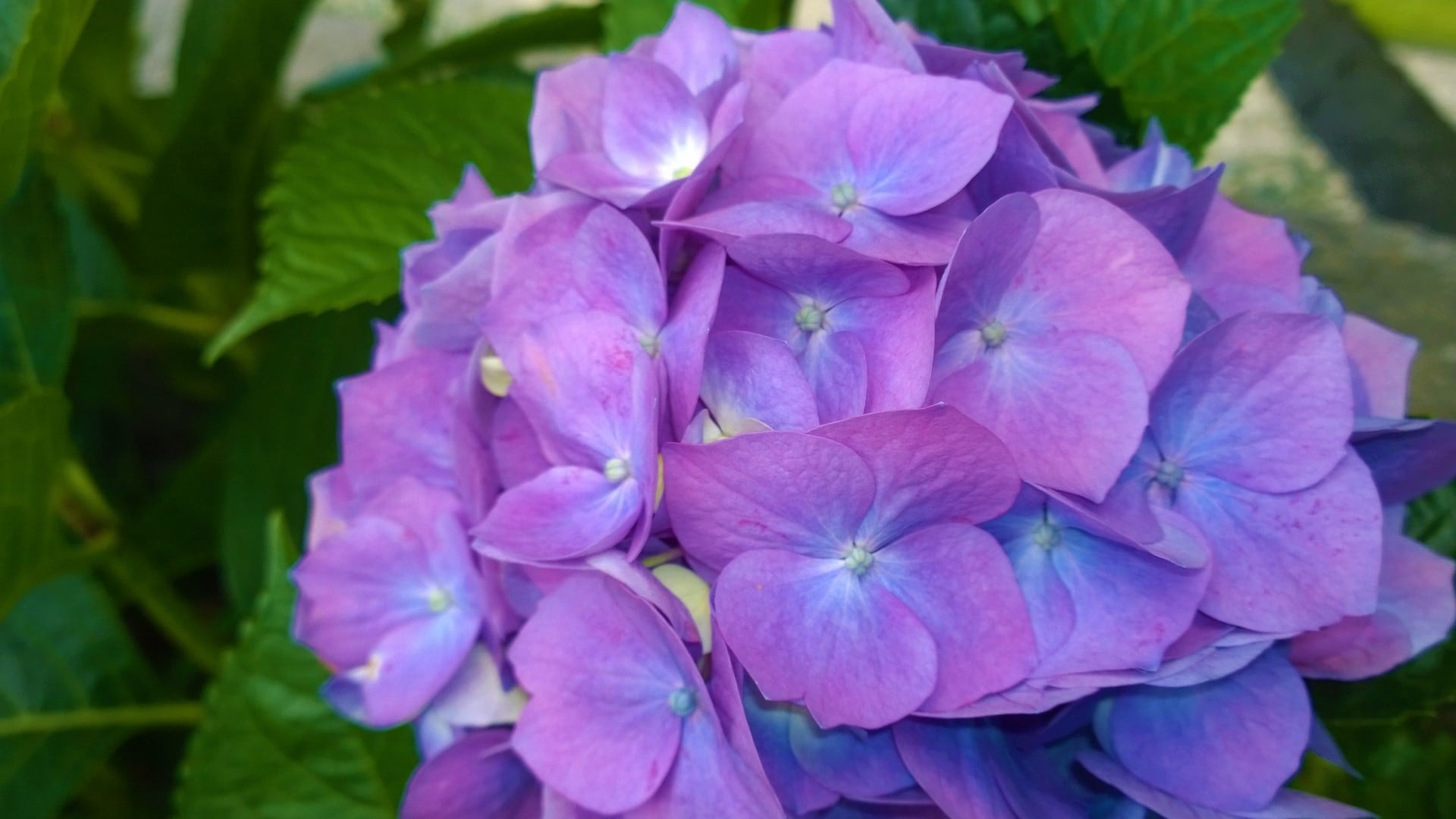 Borromean Islands the beautiful island isola bella flowers