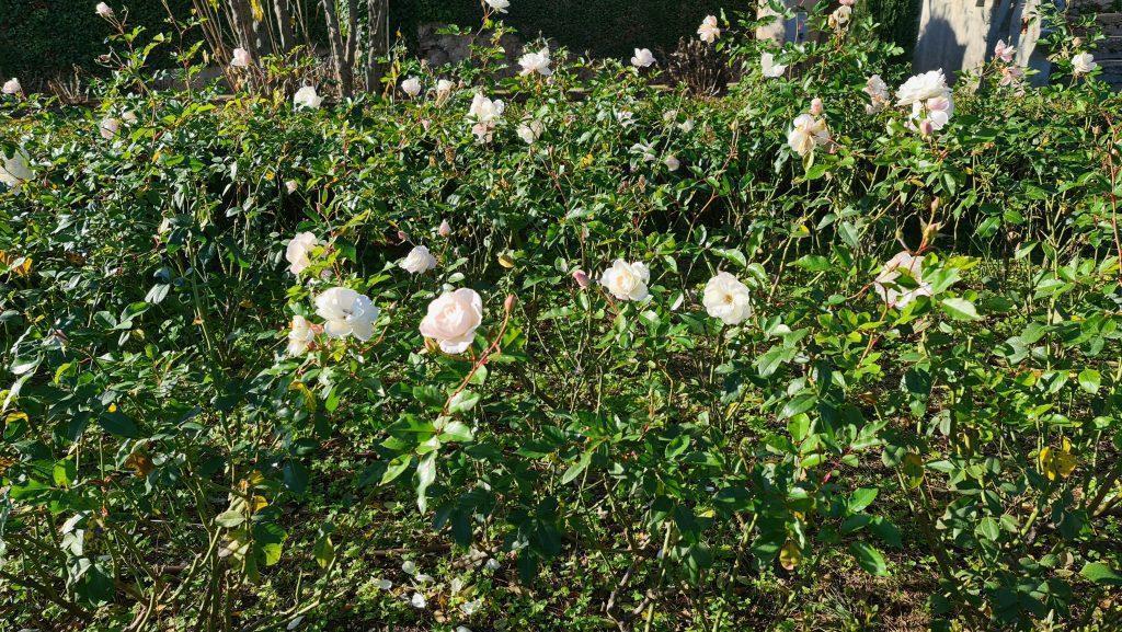 Villa Cimbrone and Terrace of the Infinity in winter white flowers 1