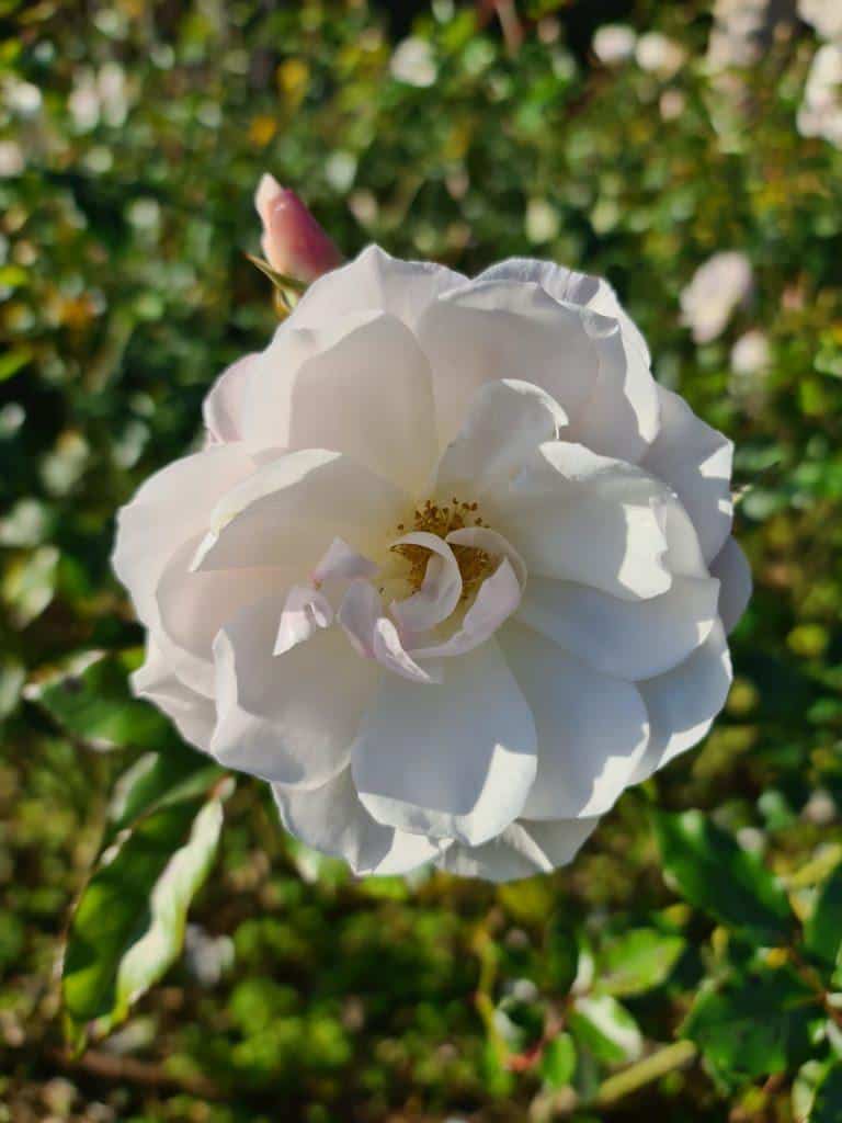 Villa Cimbrone and Terrace of the Infinity in winter white flowers 2