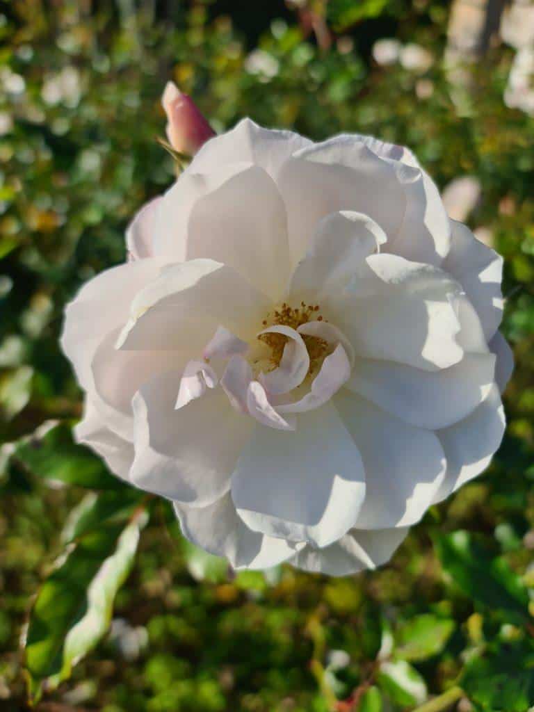 Villa Cimbrone and Terrace of the Infinity in winter white flowers 3