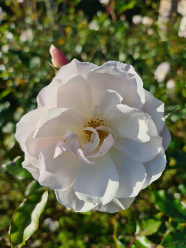 Villa Cimbrone and Terrace of the Infinity in winter white flowers 4