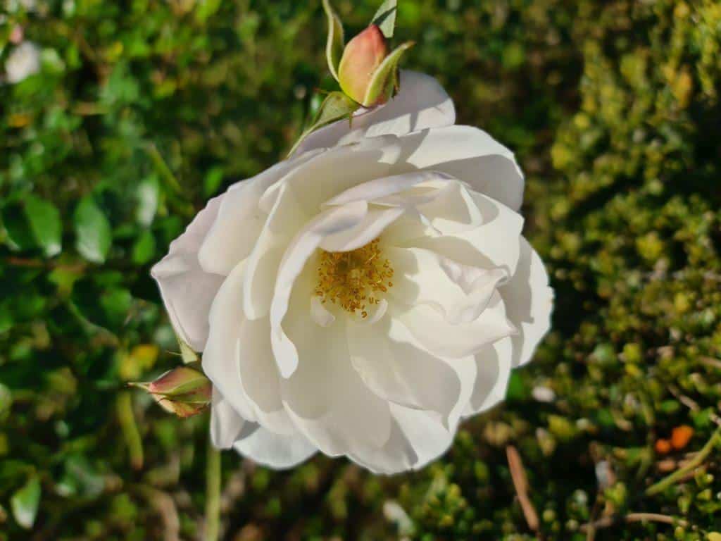 Villa Cimbrone and Terrace of the Infinity in winter white flowers 5